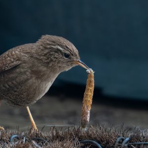 Zaunkönig...... Christoph Möllers